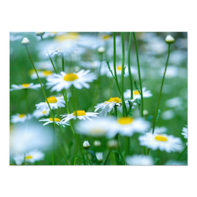 Flower Field Photo Print (Front)