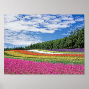 Flower Field Poster