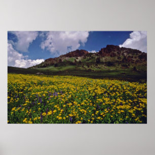 Flower fields near Sonora Pass, California Pink fl Poster