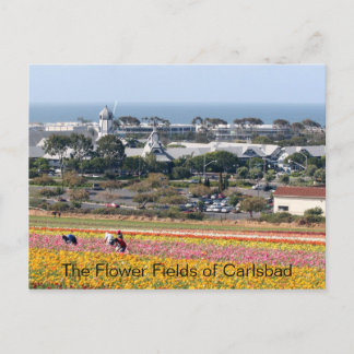 Flower Fields of Carlsbad Postcard
