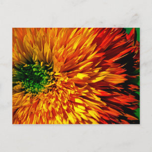 Flower Fireworks Postcard
