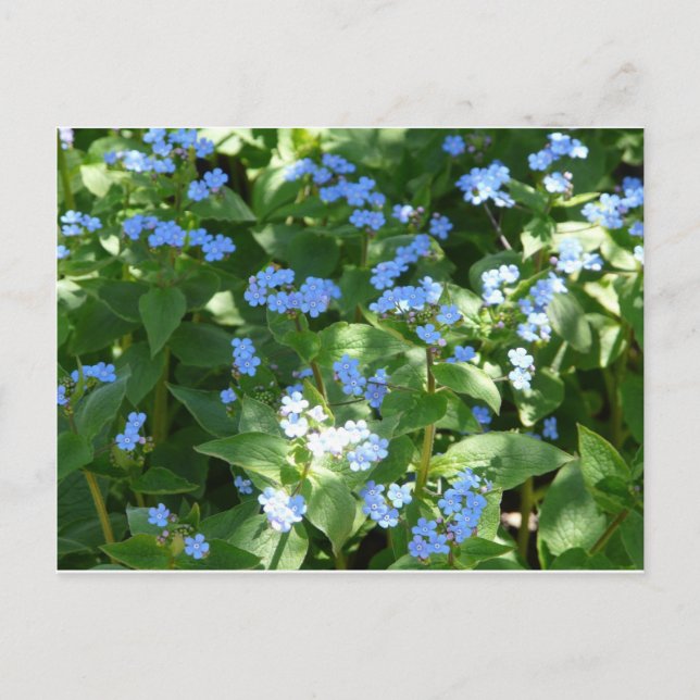 flower,forget-me-not postcard (Front)