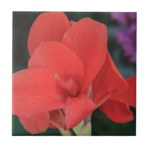 Flower found in the gardens of the D. Carlos I Tile