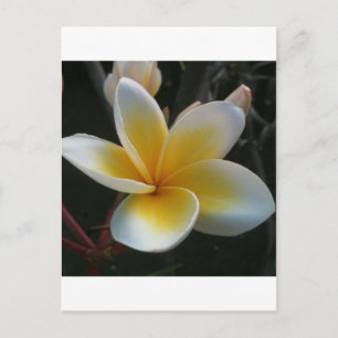 flower from thailand postcard