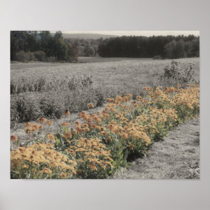Flower Garden Partial Colour Poster