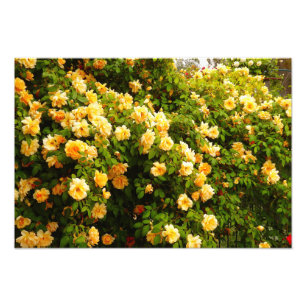Flower Garden Photo Print