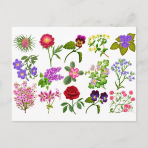 Flower Garden Postcard