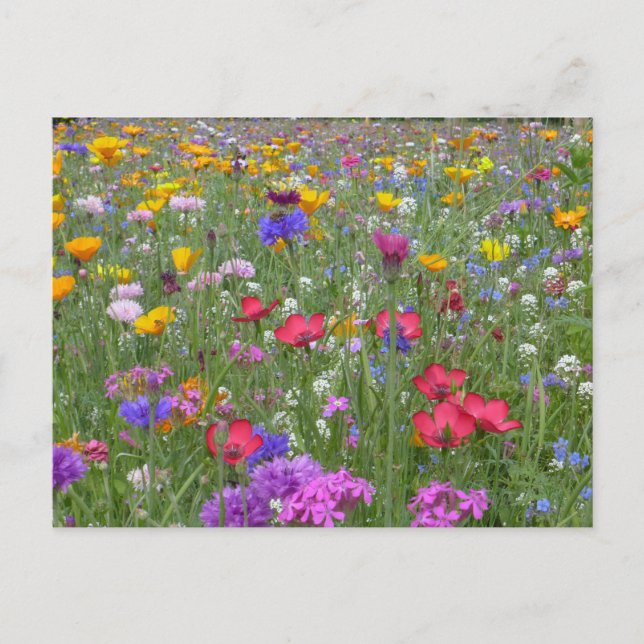 Flower Garden Postcard (Front)