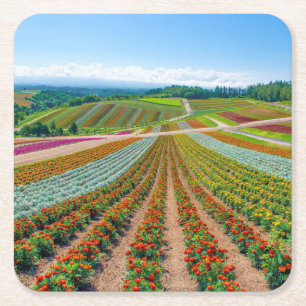 Flower Garden   Shikisai No Oka Flower Farm Square Paper Coaster