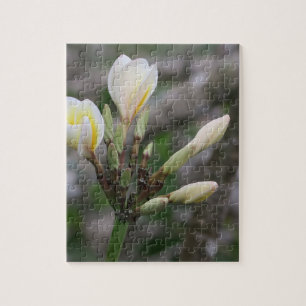 flower, garden, summer, nature, bougainvillea, jigsaw puzzle