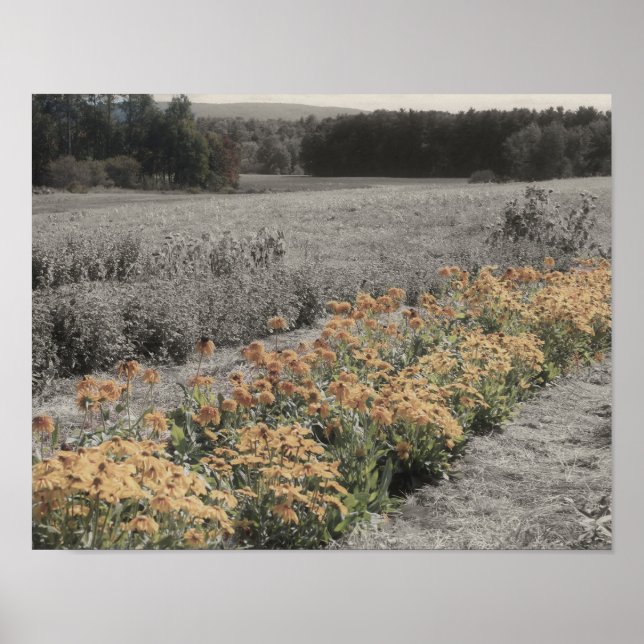 Flower Garden Vintage Partial Colour Poster (Front)