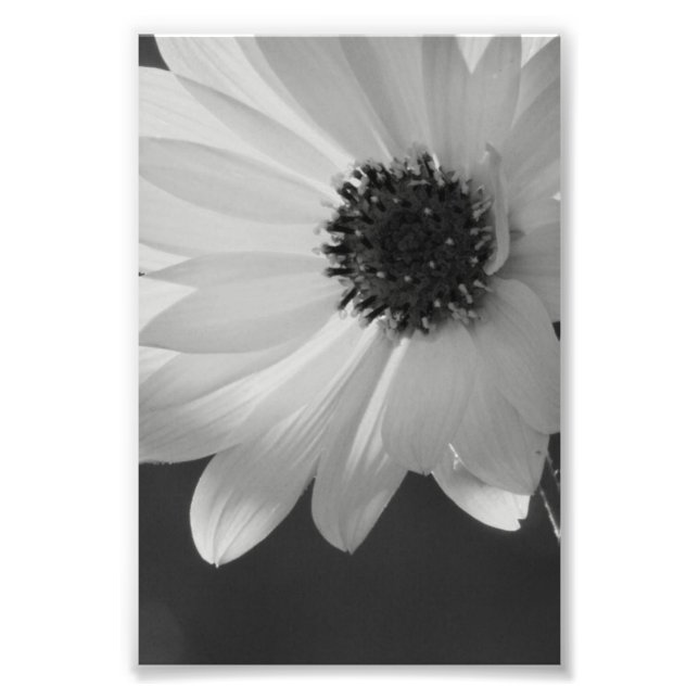 Flower in B/W Photo Print (Front)