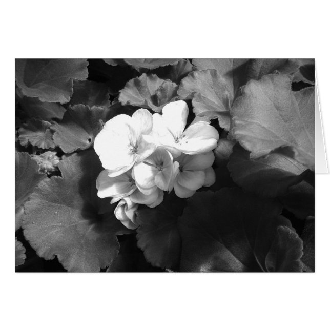 Flower in Black and White (Front Horizontal)