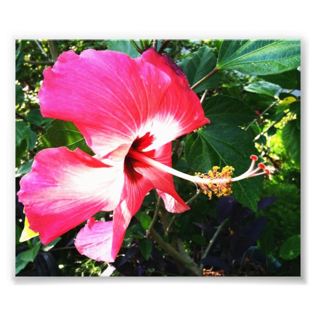 Flower in Bloom Pink Photo Print (Front)