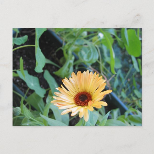 Flower in Leaves Two Postcard (Front)