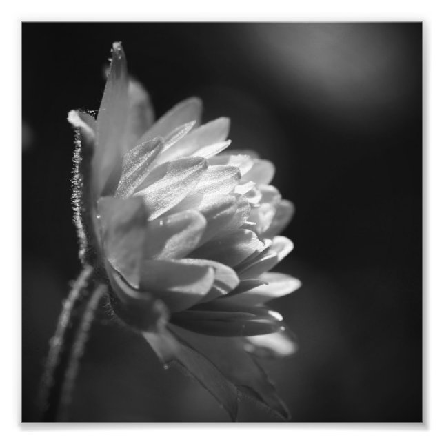 Flower In Sunlight Black And White 8x8 Photo Print (Front)