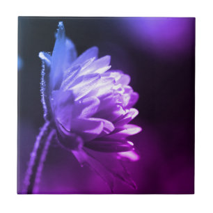 Flower In Sunlight Black And White Colour Tint  Ceramic Tile