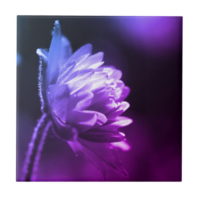 Flower In Sunlight Black And White Colour Tint  Ceramic Tile (Front)