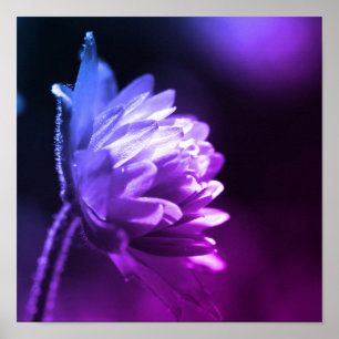 Flower In Sunlight Black And White Colour Tint Poster