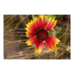 Flower in the Wind Photo Print
