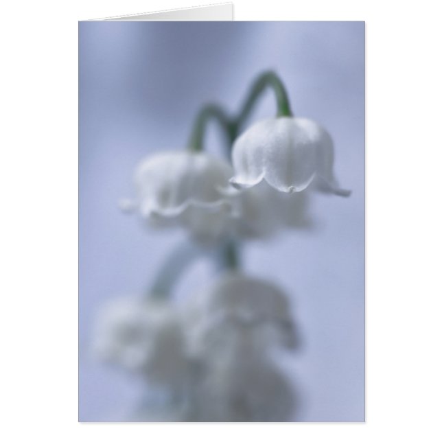 Flower Lily Of The Valley (Front)