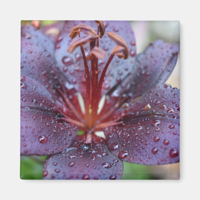 Flower Magnet  (Front)