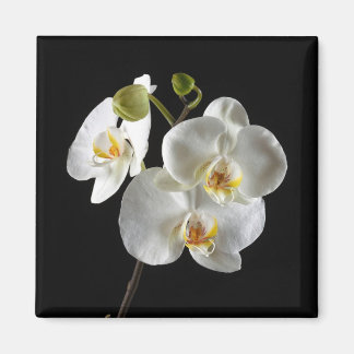 Flower Magnet