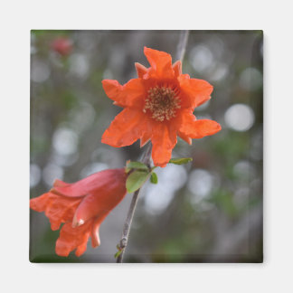 Flower Magnet pomegranate flower
