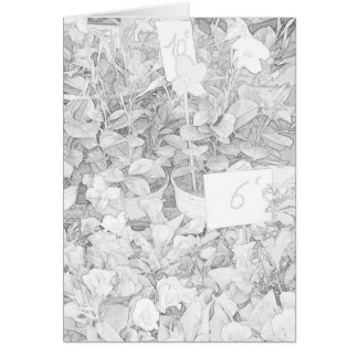 Flower Market Colouring