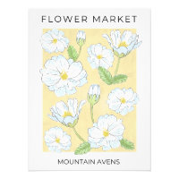 Flower Market White Alpine Mountain Aven flowers