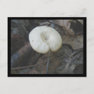 Flower Mushroom Postcard