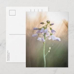 Flower Nature Photo Postcard
