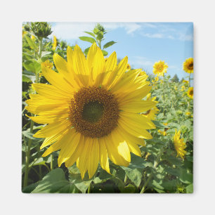 flower, nature, sunflower, summer, blossom, plant, magnet