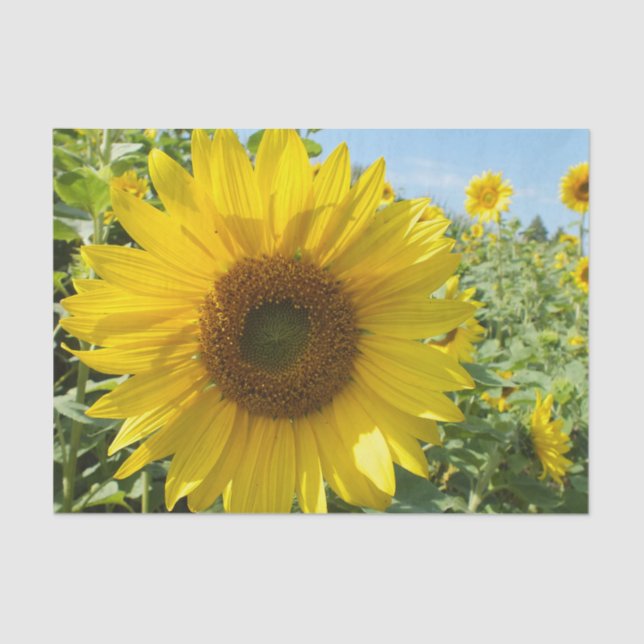 flower, nature, sunflower, summer, blossom, plant, tissue paper (Front)