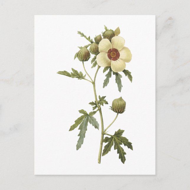 flower-of-an-hour(Hibiscus trionum) by Redouté Postcard (Front)