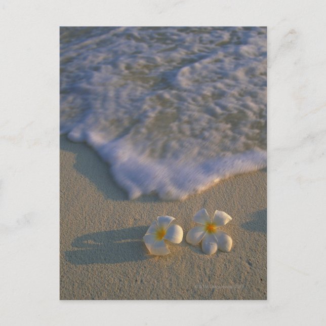Flower of Beach Postcard (Front)
