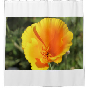 Flower of California poppy in a garden Shower Curtain