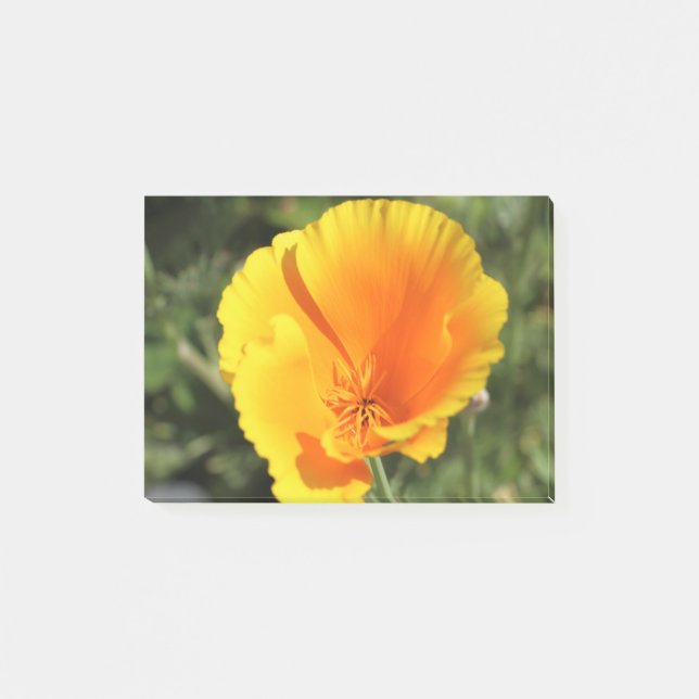 Flower of California poppy Post-it Notes (Front)