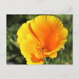 Flower of California poppy Postcard