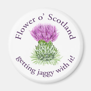Flower of Scotland - getting jaggy with it! Magnet