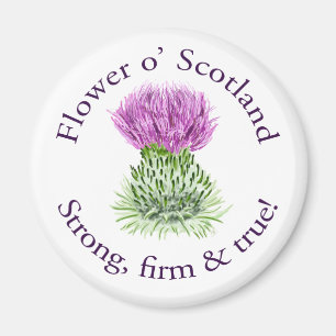Flower of Scotland. Strong, firm and true! Magnet