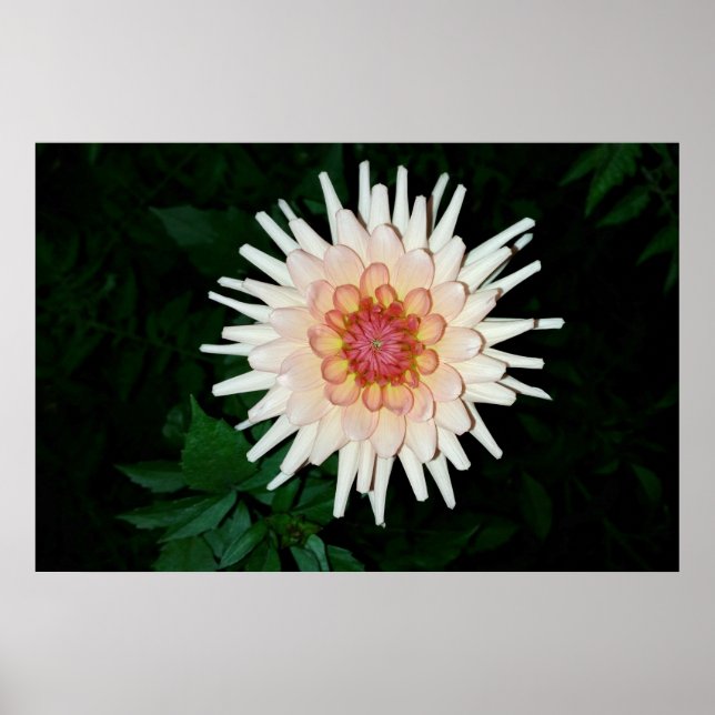 flower on a cool night poster (Front)