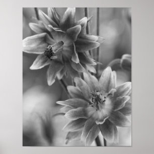 Flower Pair In Black And White Poster