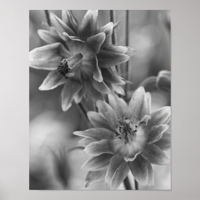 Flower Pair In Black And White Poster (Front)