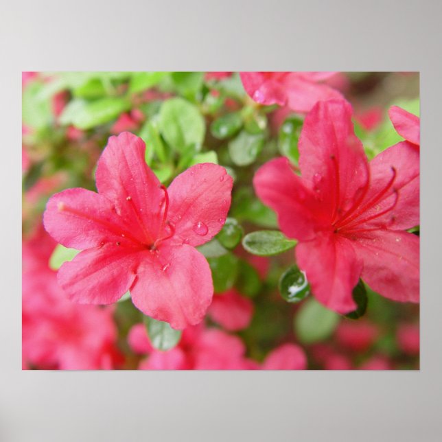 Flower Pair Poster (Front)