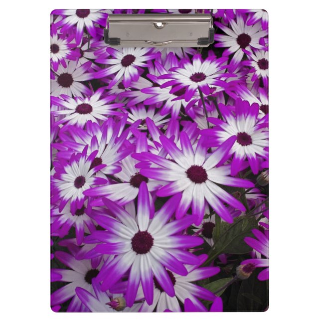 Flower pattern, Kuekenhof Gardens, Lisse, Clipboard (Front)