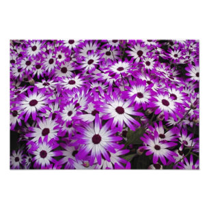Flower pattern, Kuekenhof Gardens, Lisse, Photo Print