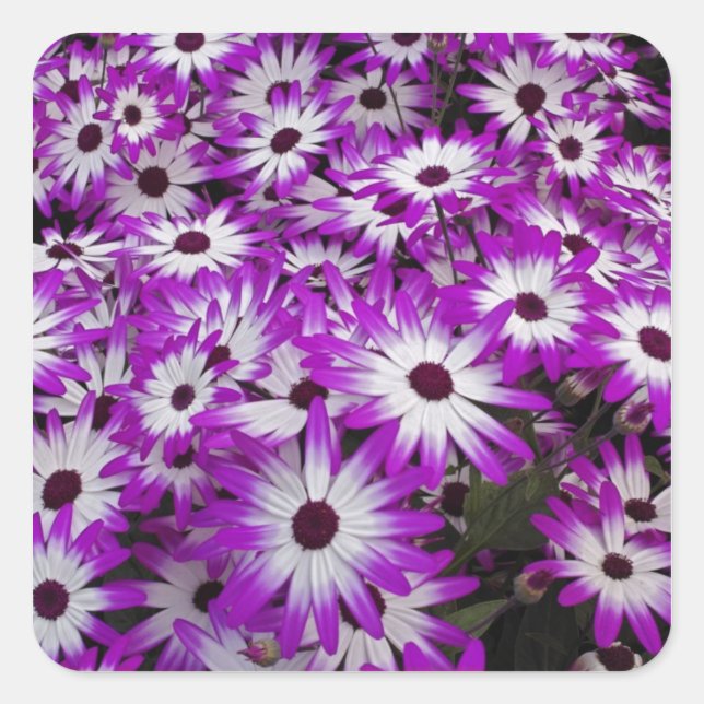 Flower pattern, Kuekenhof Gardens, Lisse, Square Sticker (Front)