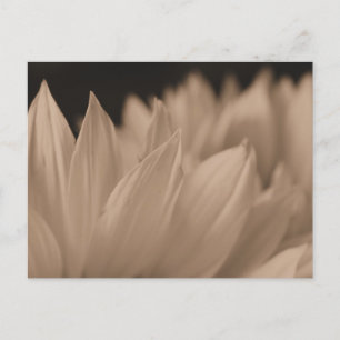 Flower Petals in Sepia Postcard