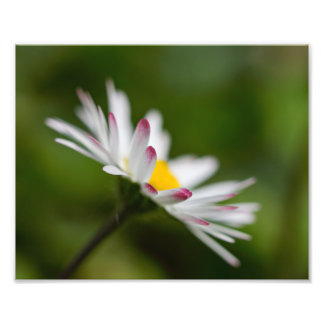 flower petals photo print